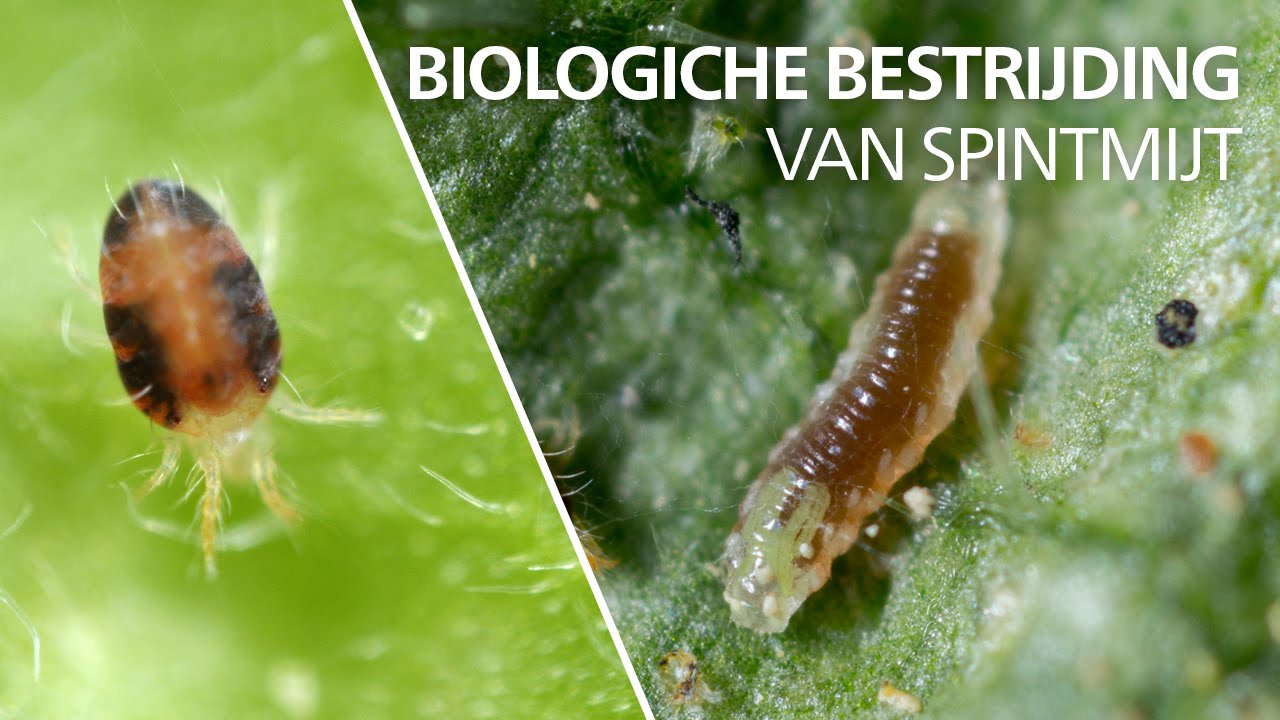 Video preview poster