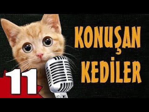 Pisicik TV - Konuşan Kediler 11 - En Komik Kedi Videoları !
