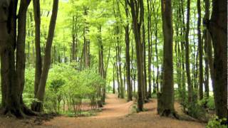 On golden  pond by Dave Grusin