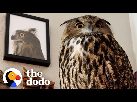 Meet Michael the Owl and Her Family