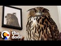 Baby Owl Goes Everywhere With Her Family | The Dodo