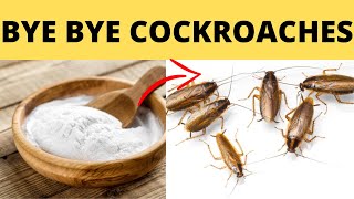 The Best Ways How to Get Rid of Cockroaches Without Killing Them