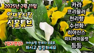 대낮에는 봄날의 햇살같은 25년 2월 11일 양재꽃시장 식물튜브에는 어떤 식물들이 입고되었는지 랜선으로 시청…