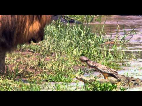 African Cats (Clip 'Earning His Keep')