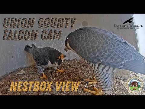 Union County Falcon Cam / Nestbox View