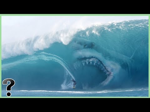 What If Megalodon Sharks Didn't Go Extinct?