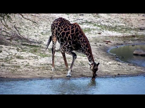 Stunning Dark Colored Giraffe at Djuma Cam 11/6/25