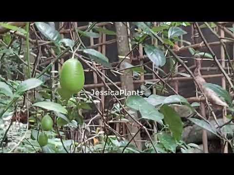 Lemon Garden Near my home and How to grow lemon at home 08