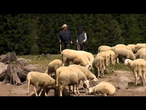 VAL DI FIEMME, PANEVEGGIO: Ruggero's 37 transhumance trips.