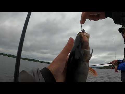 Perchfishing i north of Sweden!