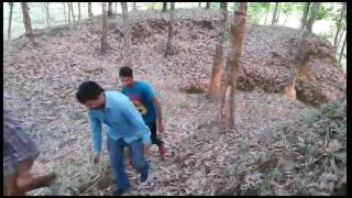 সিলেট চা বাগানের গান