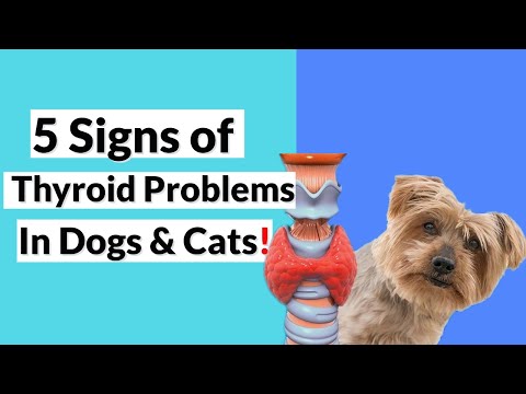 5 Signs You Should Get Your Cat's or Dog's Thyroid Checked!