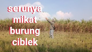Download lagu kembali mikat burung ciblek di persawaan. mp3