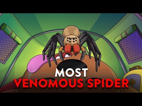 如果你被最毒的蜘蛛咬傷了怎麼辦？ (What If You Were Bitten By The Most Venomous Spider?)