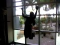 Michelle Pullups 3GP