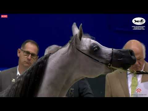 N 55 D JUDI   Dubai International Arabian Horse Championship 2022   Mares 4  6 years old Class 5