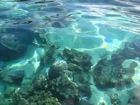 Tahiti Moorea - Lagoonarium-ul de la Motu Ahi (6)