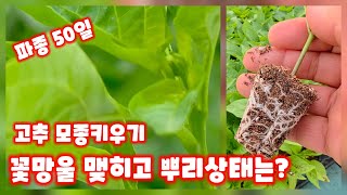 고추 파종 50일 가식35일 괴산청결고추 세븐스타 칼탄에이스 트리플엑스 순돌이와대근이 생육상태 뿌리상태 꽃망…