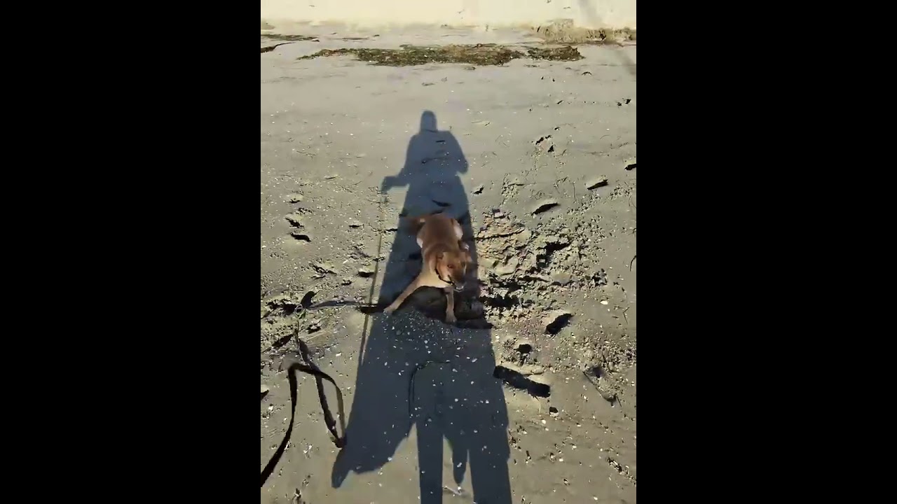 Autumn, a Adoptable Labrador Retriever in San Diego, CA video 6/6