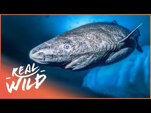 image-How has the Greenland shark adapted?