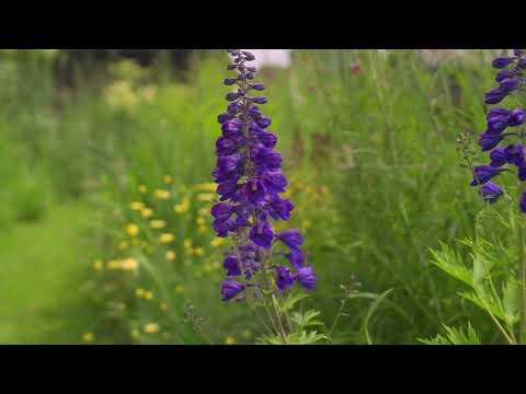 Dublins grüne Oasen: Eine Gartenreise-Doku