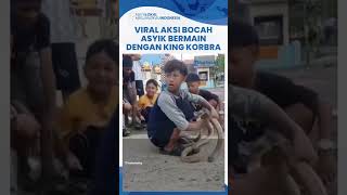 Viral Video Bocah Asyik Bermain & Ciumi King Kobra Jumbo, Santai Elus-elus Ular Berukuran Besar