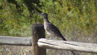 Birds of Bosque del Apache: Greater Roadrunner - Correcaminos (Geococcyx californianus)