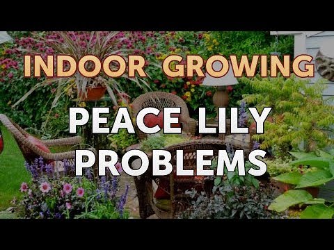 How to Regrow a Broken Aloe Leaf