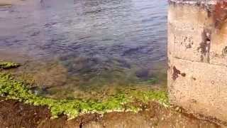 Rafael mergulhando na praia das castanheiras em Guarapari ES verão de 2014