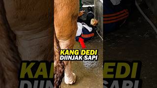 Download lagu OH NO!! KANG DEDI MULYADI FALLS WHILE BATHING A COW FOR EID AL-ADHA #dedimulyadi #kangdedimulyadi mp3 Download lagu OH NO!! KANG DEDI MULYADI FALLS WHILE BATHING A COW FOR EID AL-ADHA #dedimulyadi #kangdedimulyadi mp3