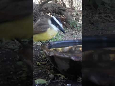 Birdday 057 Benteveo 1806 2025