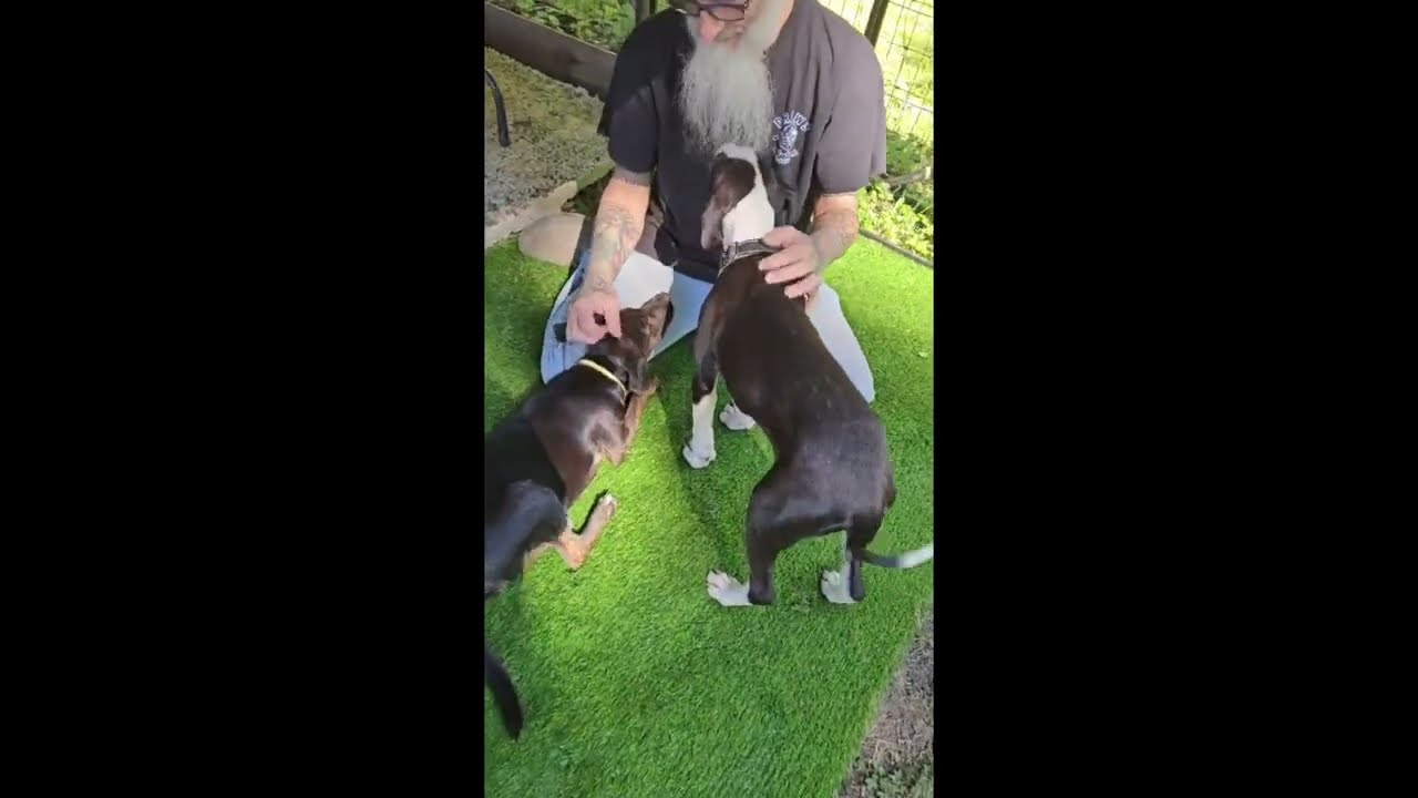 Enlarge Tommy, a Adoptable mixed breed in Fort Wayne, IN video 2/5