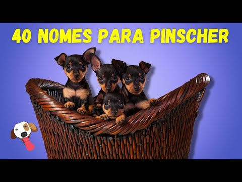 40 Nomes Incríveis para Cachorro PINSCHER Macho e Fêmea - Nomes para Cachorro