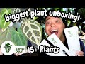 😮 Kartel Daun Unboxing!!! New Plants 💚 you have to see these ANTHURIUMS 🌱