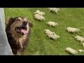 Welsh Shepherd Dogs at Their Finest | BBC Earth