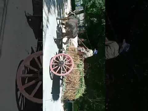 🛞 Traditional Oxcart in Rural El Salvador 🇸🇻 | Canton El Rosario Travel Back in Time   #asmr #bukele