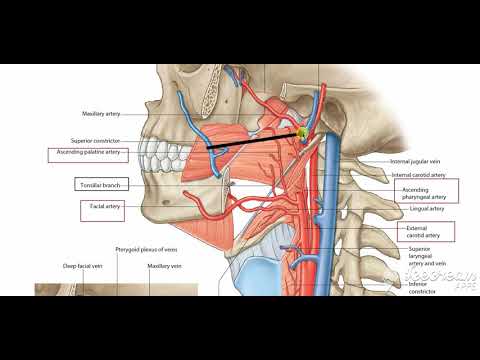 Blood supply of palate