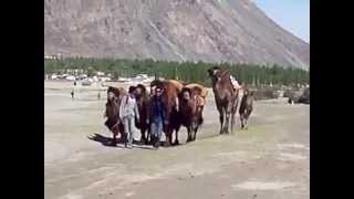 preview picture of video 'Bactrian Camel riding, Nubra Valley'