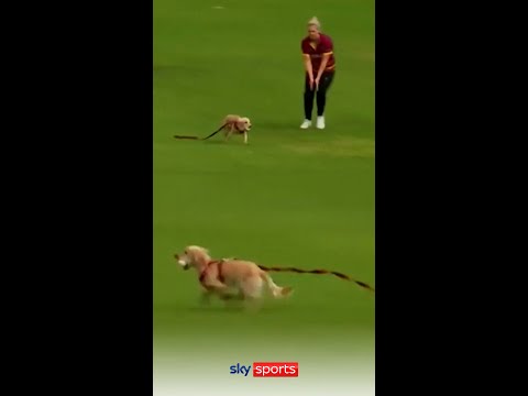 Dog steals match ball during All-Ireland Women's Cricket T20 Cup semi-final! 🐶😂