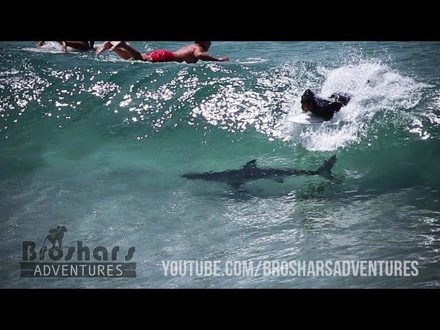 Shark Swims Under Byron Bay Surfers!