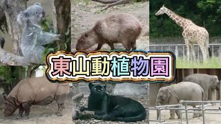 【東山動植物園】名古屋のコアラのいる動物園に行ってきたよ！