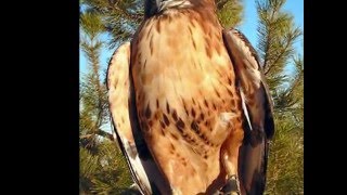 In Your Elemeant with Barbara Carroll