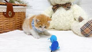 スコティッシュフォールドの動画02