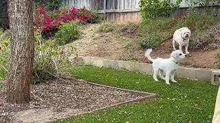 Video preview image #1 Poodle (Miniature)-Unknown Mix Puppy For Sale in Escondido, CA, USA
