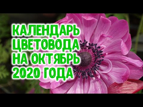 Календарь цветовода на октябрь 2020 года Агрогороскоп посадки весенних луковичных цветов