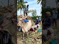Mattu Pongal Whatsapp Status Tamil 2026 Cow Pongal Status Mattu Pongal Status 2026 Bullock Media
