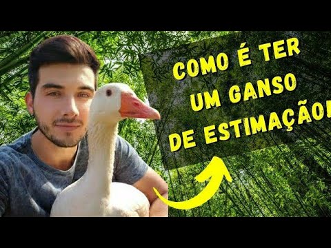 , title : 'COMO É TER UM GANSO DE ESTIMAÇÃO, CUIDADOS, VANTAGENS E "DESVANTAGENS"'