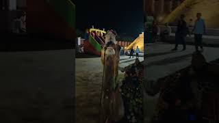 Camel screaming 🐪🐪 😱😱 #camel #screaming #shorts #viral #ytshorts #viralshorts