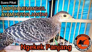 Download lagu SUARA AYAM HUTAN BETINA, COCOK UNTUK PIKAT DAN BERBURU, TERBARU 2023.‼️‼️‼️‼️ mp3