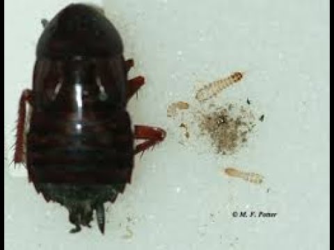 ARCHIE UNEMPLOYED: [vlogs] Carpet Beatles and Selling a Patek Philippe